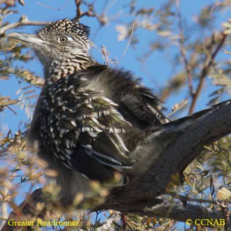 Greater Roadrunner