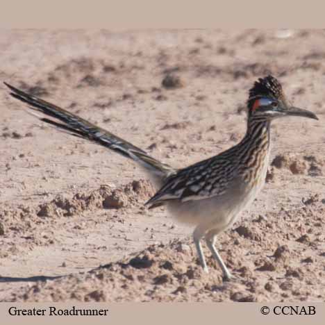 Greater Roadrunner