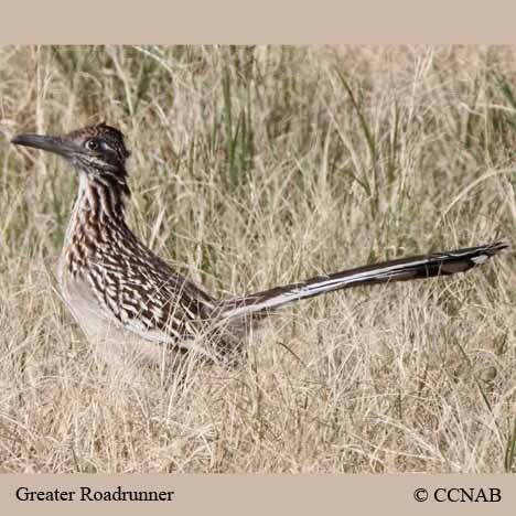 Greater Roadrunner