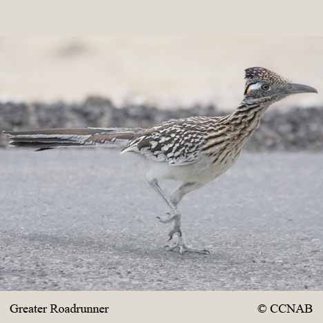 Greater Roadrunner