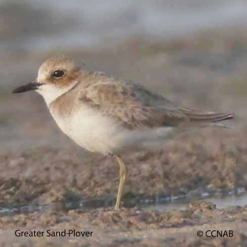Greater Sand-Plover