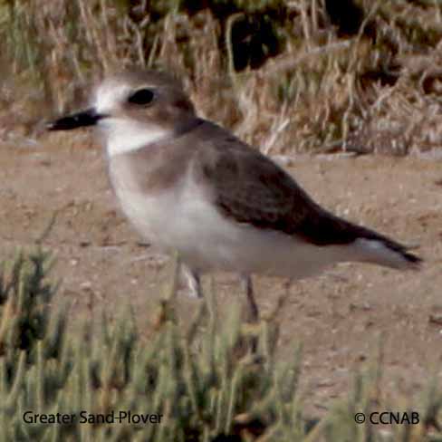 Greater Sand-Plover