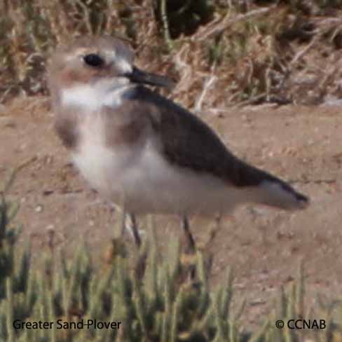 Greater Sand-Plover