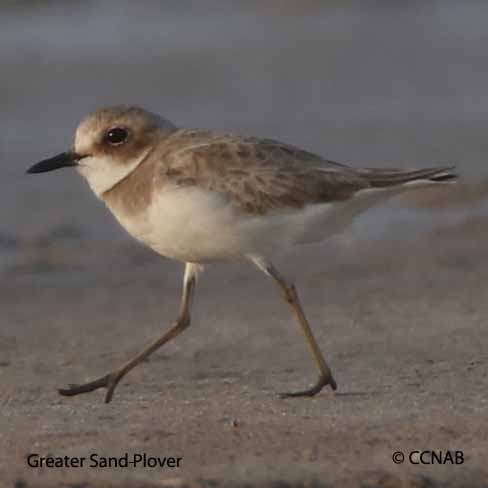 Greater Sand-Plover