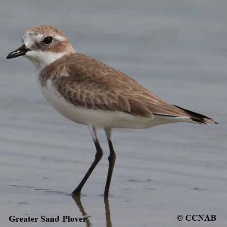 Greater Sand-Plover