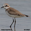 Greater Sand-Plover