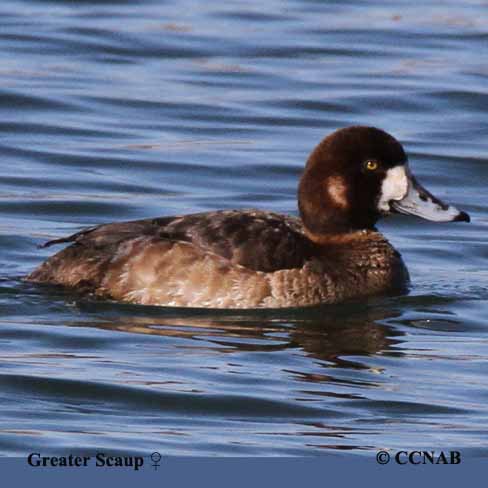 Greater Scaup