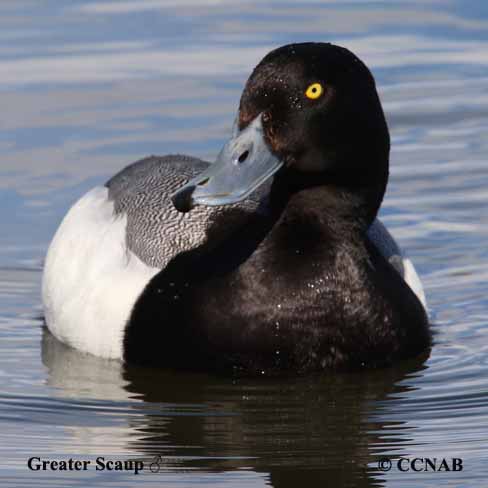 Greater Scaup