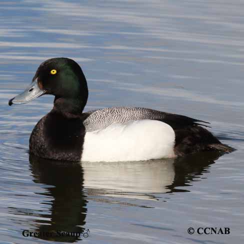 Birds of North America