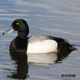 Greater Scaup range map