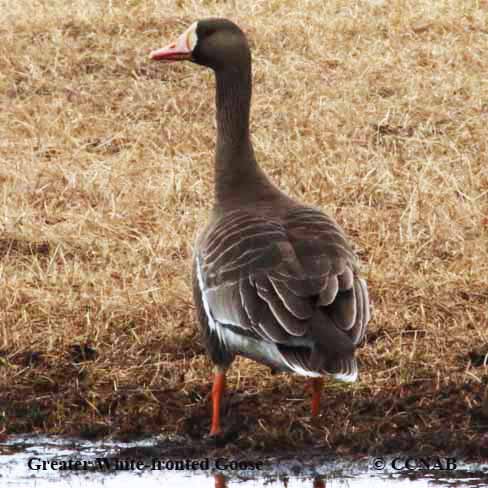 Greater White-fronted Goose