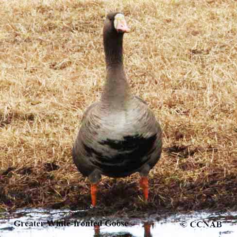 Greater White-fronted Goose