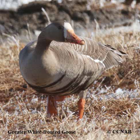 Greater White-fronted Goose