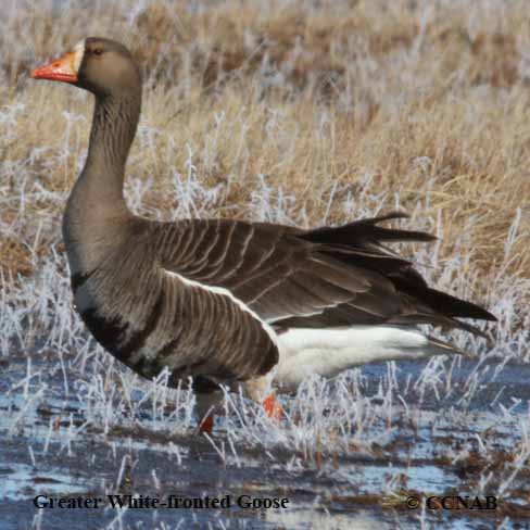 Birds of North America