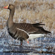 Greater White-fronted Goose range map