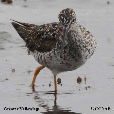 Greater Yellowlegs