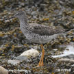 Greater Yellowlegs range map