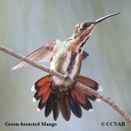 Green-breasted Mango