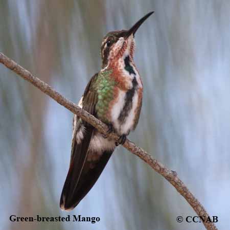 Green-breasted Mango