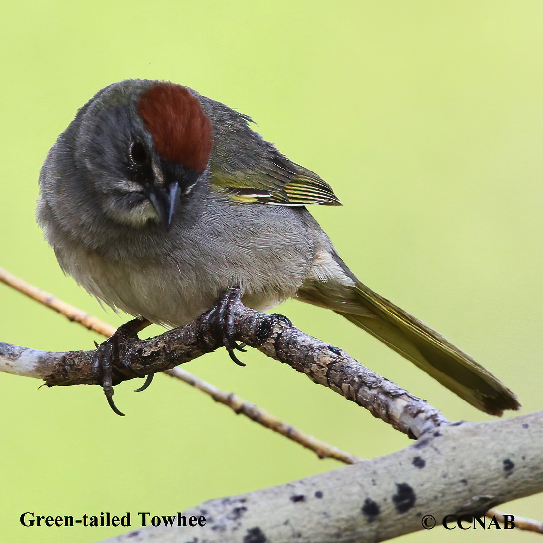 Green-tailed Towhee