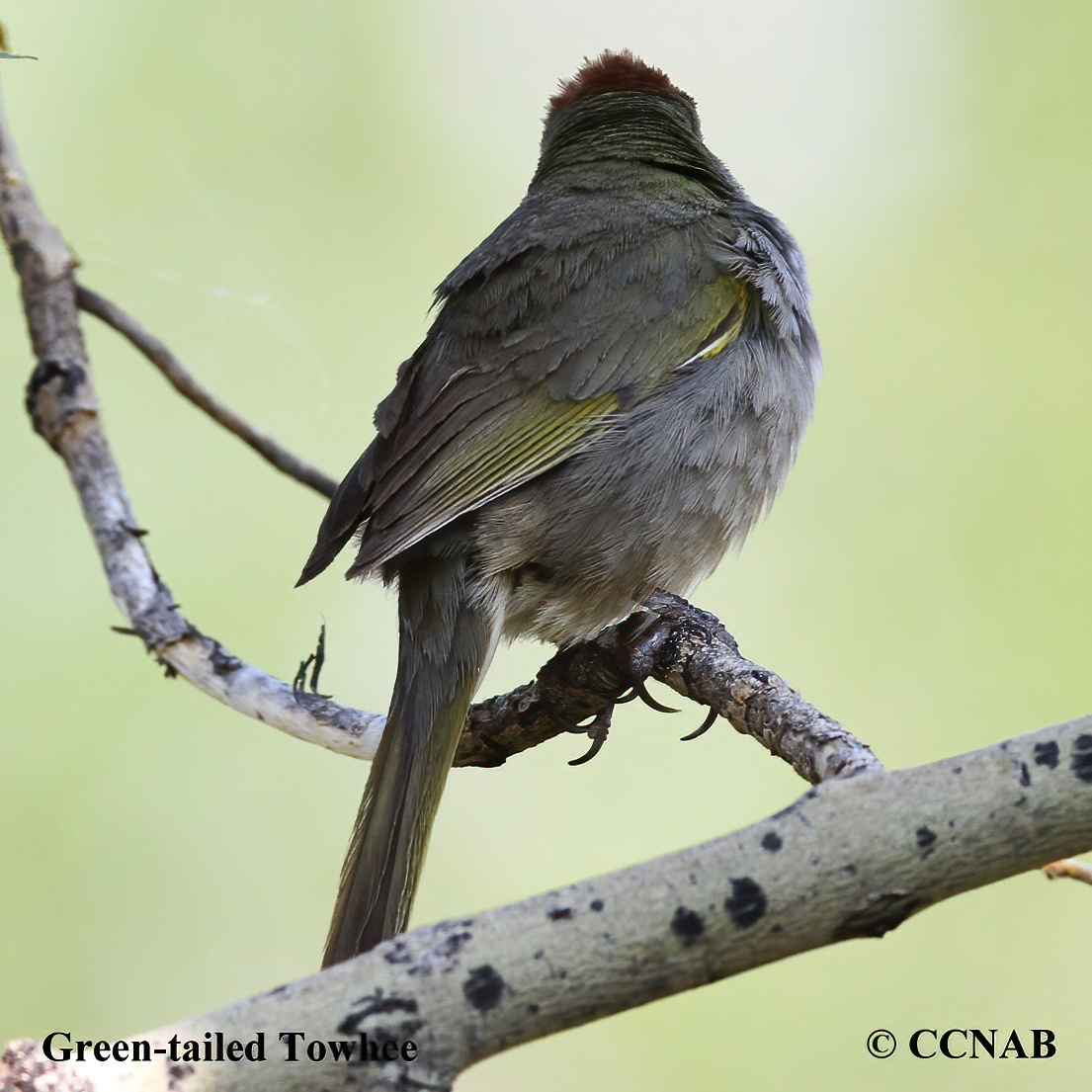 Green-tailed Towhee