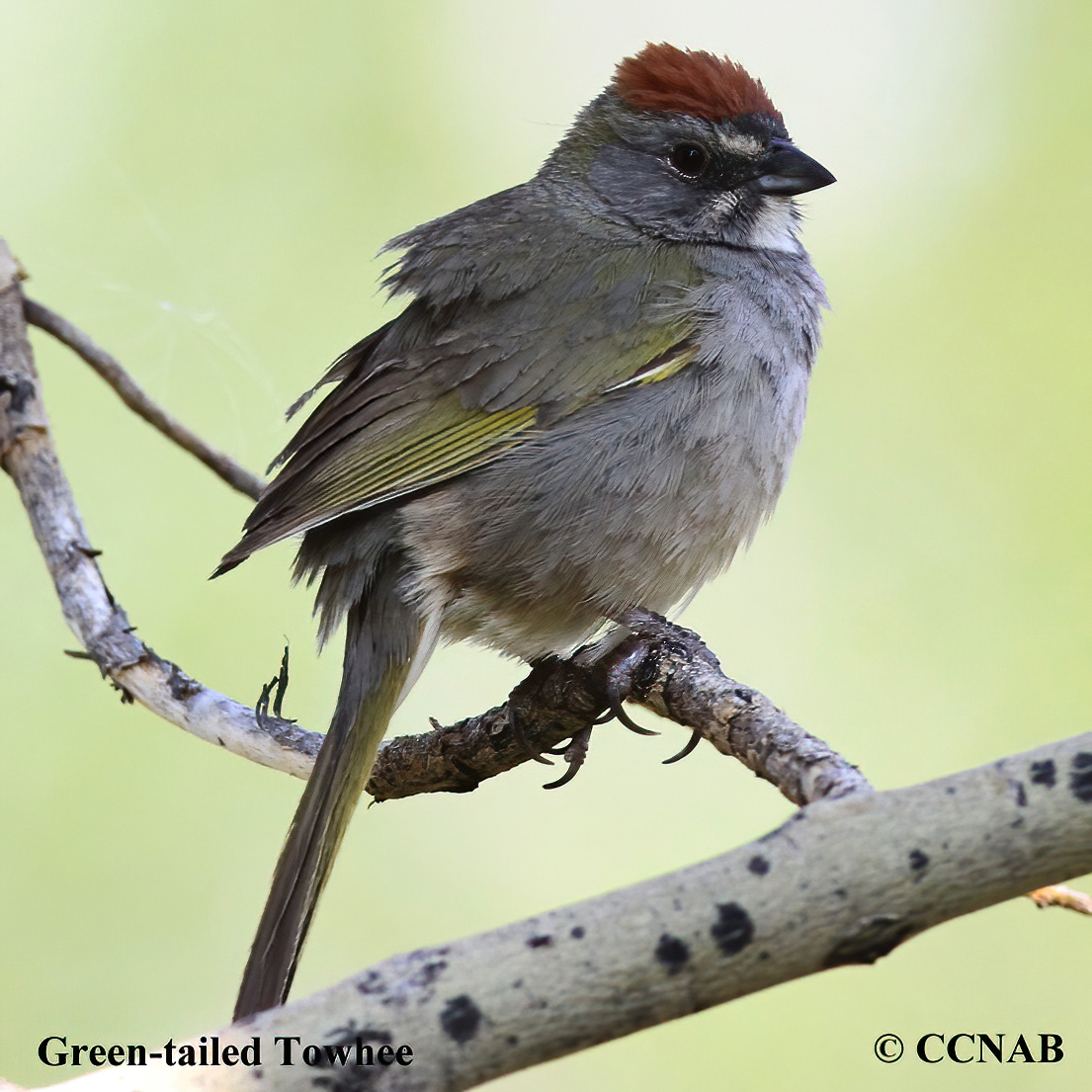 Green-tailed Towhee