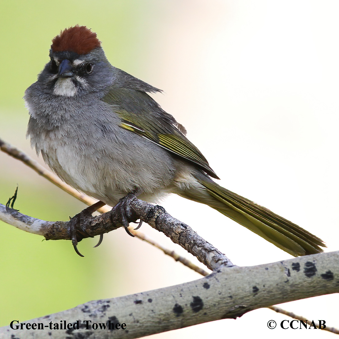 Birds of North America