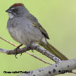 Green-tailed Towhee range map