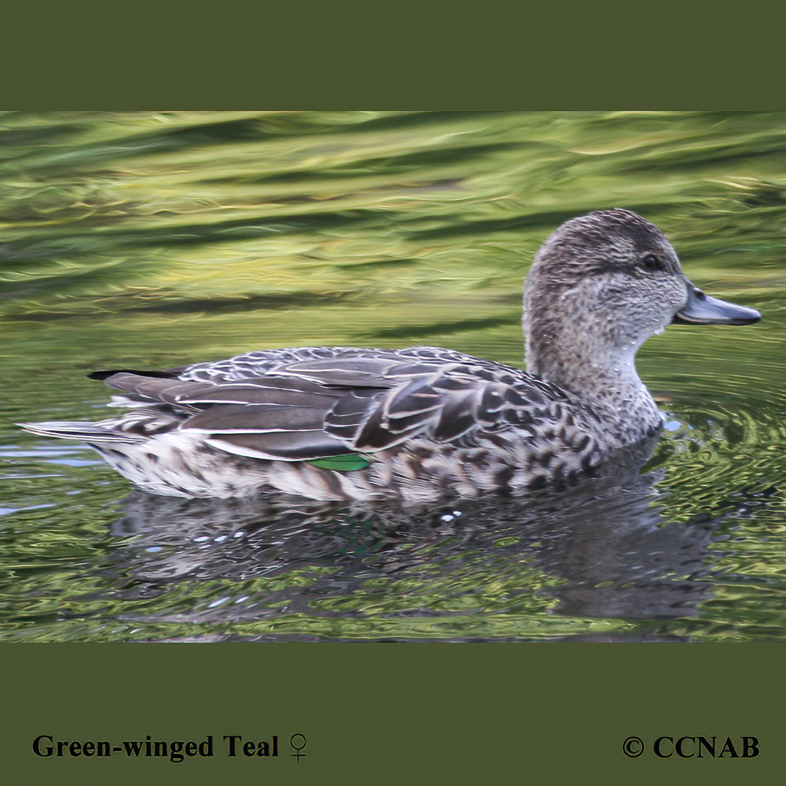 Green-winged Teal