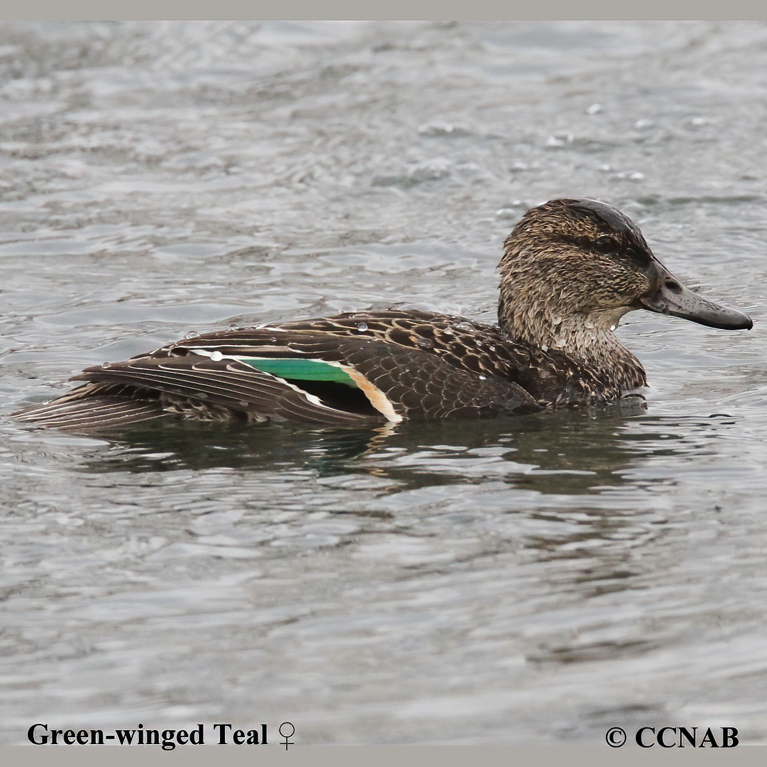 Green-winged Teal