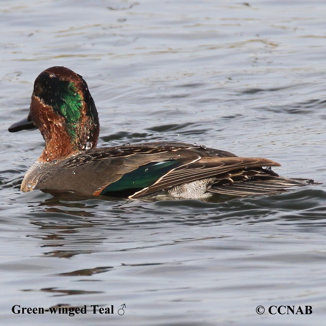 Green-winged Teal