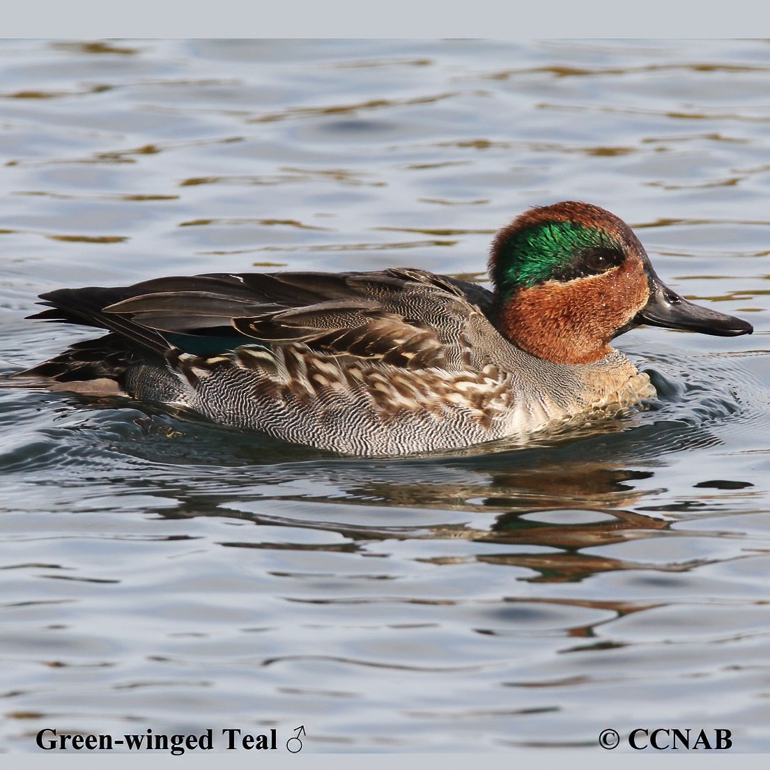 Birds of North America