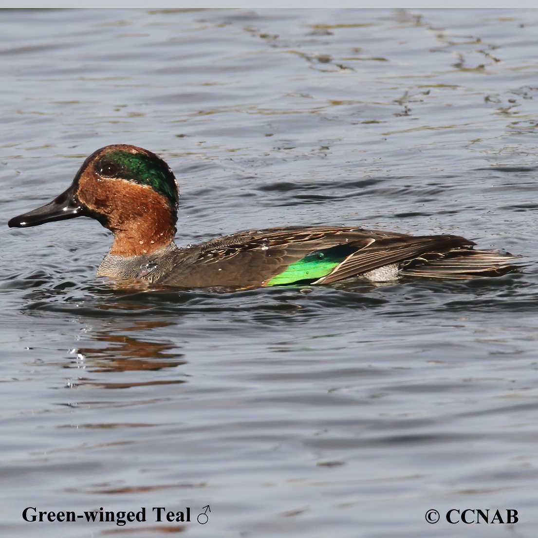 Green-winged Teal