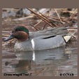 Green-winged Teal range map