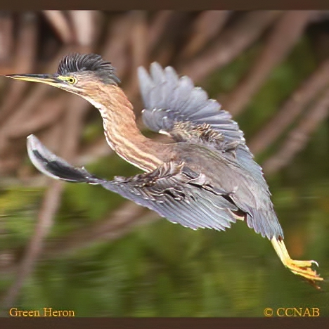 Green Heron