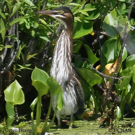 Green Heron