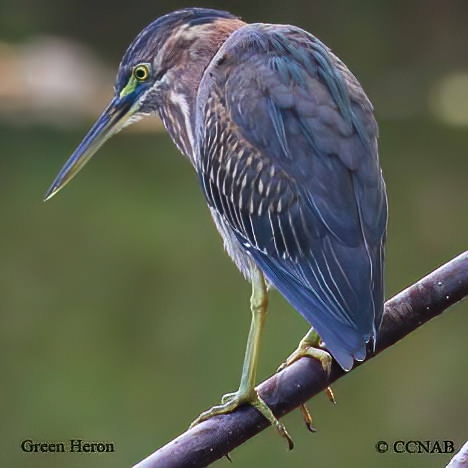 Green Heron