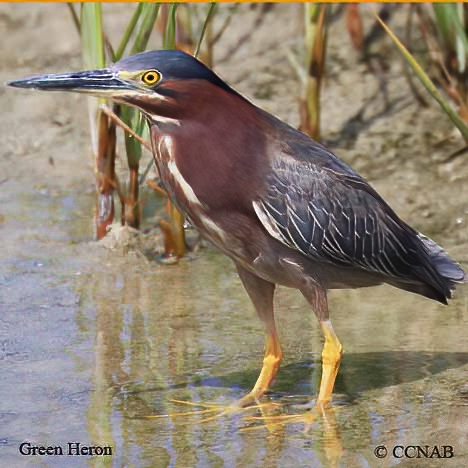 Birds of North America