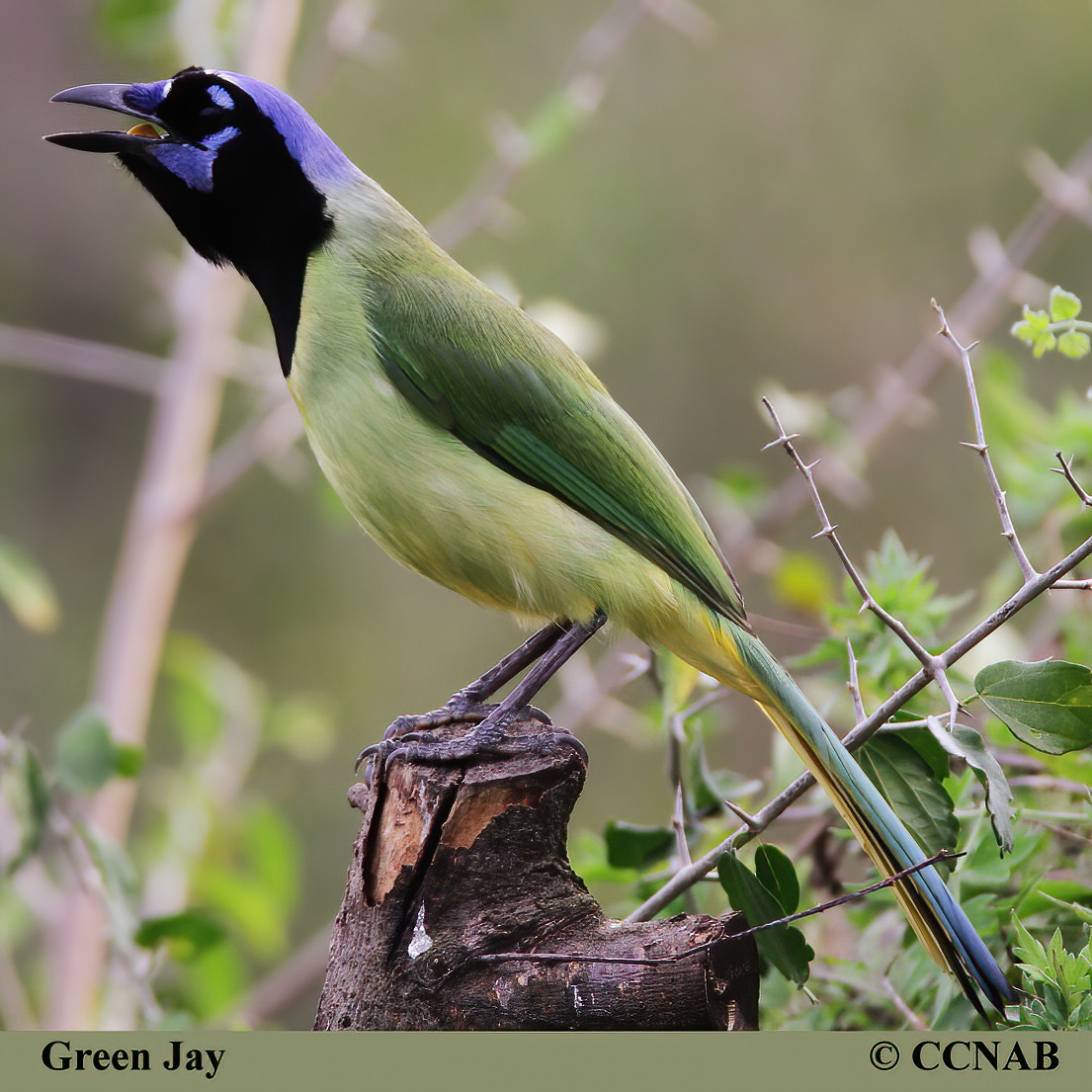 Green Jay