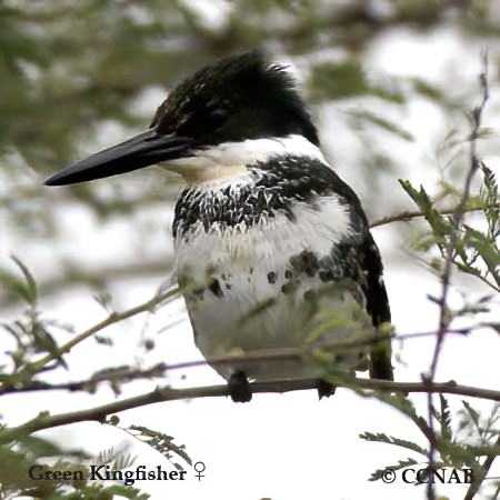 Green Kingfisher