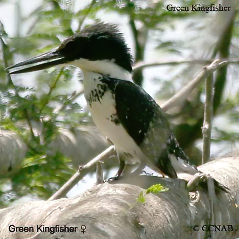 Green Kingfisher