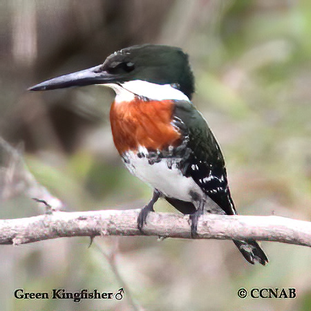 Green Kingfisher