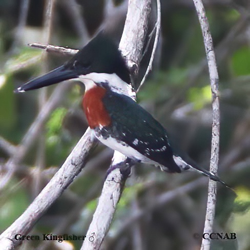 Birds of North America