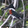 Green Kingfisher range map