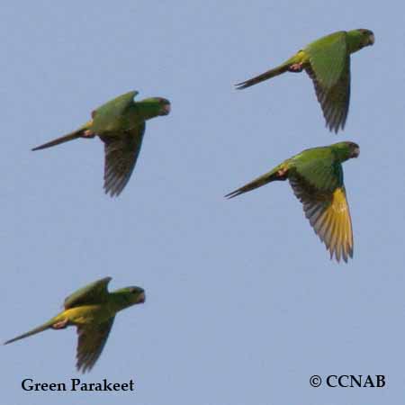 Green Parakeet