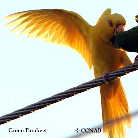 Green Parakeet