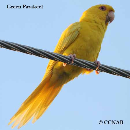 Green Parakeet