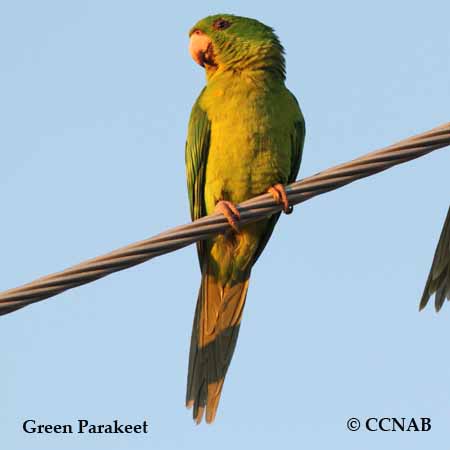 Green Parakeet