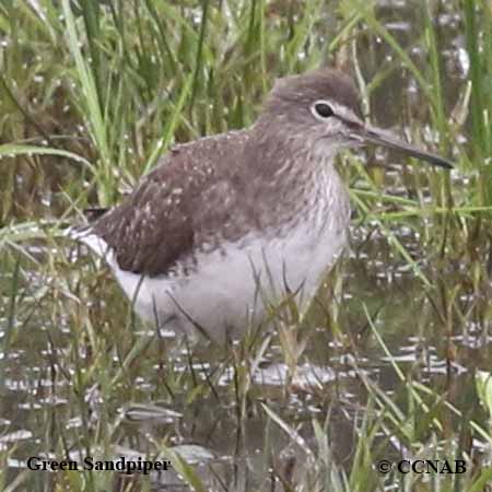 Green Sandpiper