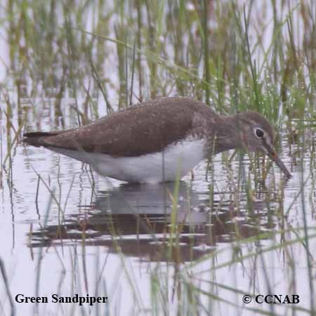 Green Sandpiper